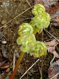 Attēlu rezultāti vaicājumam “Pyrola chlorantha bud”