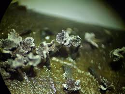 Attēlu rezultāti vaicājumam “Physarum compressum”