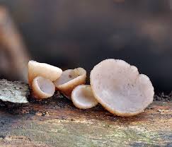 Attēlu rezultāti vaicājumam “Neobulgaria pura”