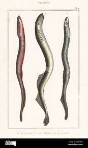 Image result for Lethenteron camtschaticum