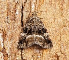 Attēlu rezultāti vaicājumam “Protodeltote pygarga”