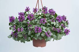 Attēlu rezultāti vaicājumam “Lamium”