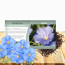 Image result for Linum usitatissimum