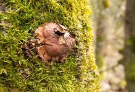 Attēlu rezultāti vaicājumam “Fuligo leviderma”