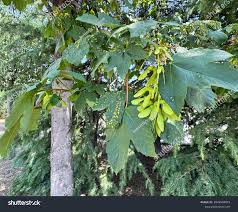 Attēlu rezultāti vaicājumam “Vasates quadripedes”