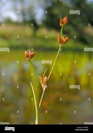 Attēlu rezultāti vaicājumam “Juncus bulbosus”