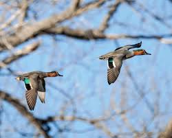 Attēlu rezultāti vaicājumam “Anas crecca”