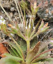 Attēlu rezultāti vaicājumam “Androsace septentrionalis”