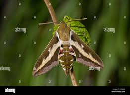 Attēlu rezultāti vaicājumam “Hyles gallii imago”