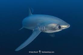 Image result for Alopias pelagicus