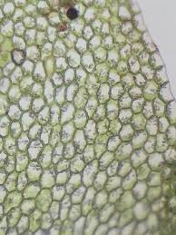 Attēlu rezultāti vaicājumam “Calypogeia”