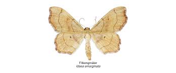 Attēlu rezultāti vaicājumam “Idaea emarginata”