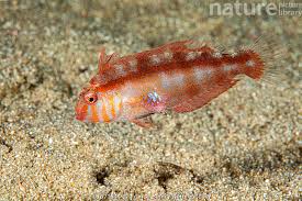 Image result for Xyrichtys novacula