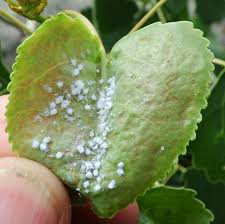 Attēlu rezultāti vaicājumam “Thecabius affinis”