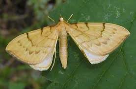 Attēlu rezultāti vaicājumam “Eulithis pyraliata”