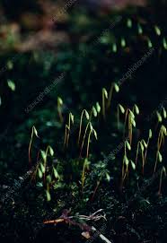 Attēlu rezultāti vaicājumam “Funaria hygrometrica”