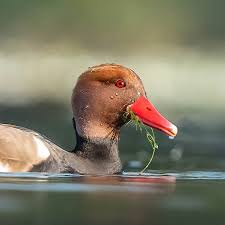 Image result for Netta rufina