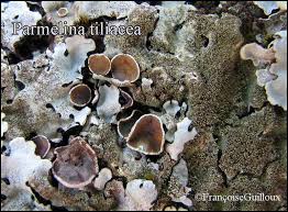 Attēlu rezultāti vaicājumam “Parmelina tiliacea”