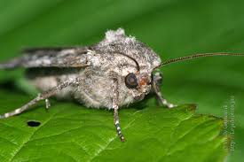 Attēlu rezultāti vaicājumam “Eurois occulta”