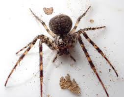 Attēlu rezultāti vaicājumam “Metellina merianae”