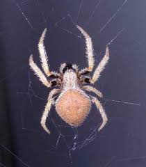 Attēlu rezultāti vaicājumam “Opegrapha rufescens”