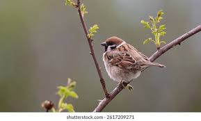 Attēlu rezultāti vaicājumam “Passer montanus”