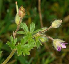 Attēlu rezultāti vaicājumam “Geranium pusillum flower”
