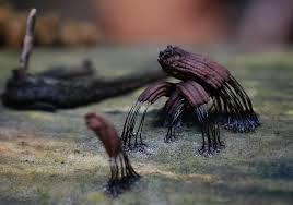 Attēlu rezultāti vaicājumam “Stemonitis splendens”