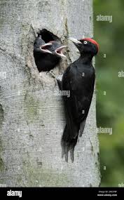 Attēlu rezultāti vaicājumam “Dryocopus martius adult”