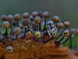 Attēlu rezultāti vaicājumam “Lamproderma arcyrioides macro”