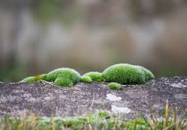 Attēlu rezultāti vaicājumam “Tortula muralis sporophyte”