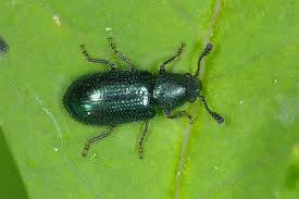 Attēlu rezultāti vaicājumam “Necrobia violacea”