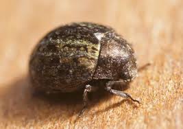 Attēlu rezultāti vaicājumam “Cytilus sericeus”