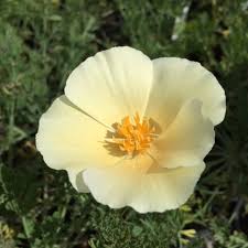 Attēlu rezultāti vaicājumam “Eschscholzia californica flower”