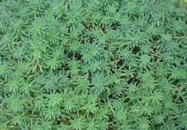 Attēlu rezultāti vaicājumam “Sedum hispanicum”