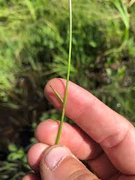 Attēlu rezultāti vaicājumam “Eriophorum gracile”