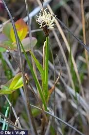 Attēlu rezultāti vaicājumam “Carex dioica”