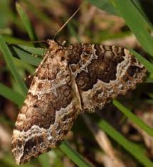 Attēlu rezultāti vaicājumam “Lampropteryx suffumata”