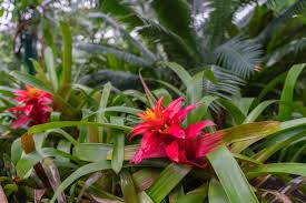 Картинки по запросу гусмания