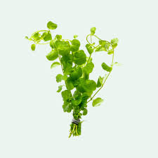 Image result for Lysimachia nummularia