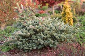 Attēlu rezultāti vaicājumam “Abies koreana”