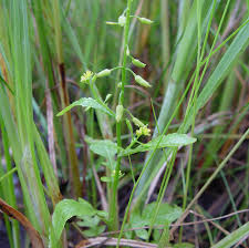 Attēlu rezultāti vaicājumam “Rorippa palustris leaf”