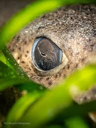 Image result for Scyliorhinus canicula