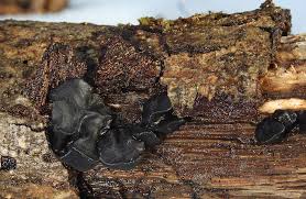 Attēlu rezultāti vaicājumam “Exidia truncata”