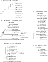 Attēlu rezultāti vaicājumam “Pyralididae”