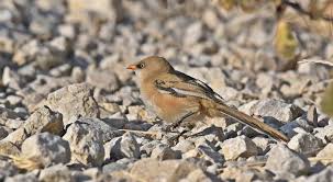 Attēlu rezultāti vaicājumam “Panurus biarmicus”