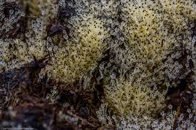 Attēlu rezultāti vaicājumam “Pilobolus crystallinus”