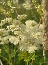 Attēlu rezultāti vaicājumam “Filipendula ulmaria  flower”