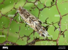 Attēlu rezultāti vaicājumam “Tischeria complanella larva”