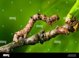 Attēlu rezultāti vaicājumam “Selenia dentaria larva”